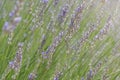 Close up of flowers of Lavandula angustifolia, English lavender