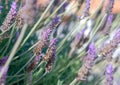 Close up of flowers of Lavandula angustifolia