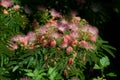 flowers and leaves of Albizia julibrissin Royalty Free Stock Photo