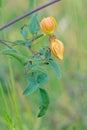 Clematis tangutica