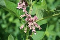 Close Up of the Purple Flowers on a Common Milkweed in Wisconsin