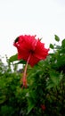 Red hibiscus (Rosa Sinensis) hanging on branch Royalty Free Stock Photo