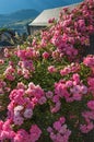 Close-up of flowers in the medieval village of Conflans Royalty Free Stock Photo