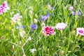 Close-up of flowers on the nature or in the garden, selectiv focus. Floral background