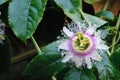 Passiflora coerulea flowers