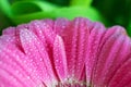 Pink gerbera flower with water drops on petals Royalty Free Stock Photo