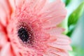 Pink gerbera flower with water drops on petals Royalty Free Stock Photo