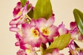 Dendrobium Nobile