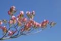 Close-up of the flowers of a pink dogwood in spring bloom Royalty Free Stock Photo