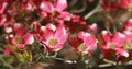 Close-up of the flowers of a pink dogwood in spring bloom Royalty Free Stock Photo