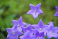 Platycodon grandiflorus Royalty Free Stock Photo