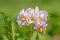 Close up of the flowers of the potato plant Royalty Free Stock Photo