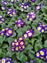 A close-up of the flowers of a Primula