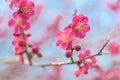 Close up of flowers of Prunus mume Beni-chidori Tree