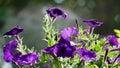 Close up Flowers purple. A couple of purple flowers. Royalty Free Stock Photo