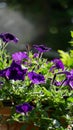 Close up Flowers purple. A couple of purple flowers. Royalty Free Stock Photo