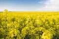 Close up on a flowers of plant on endless rapeseed field. Yellow rapeseeds fields and blue sky with clouds in sunny Royalty Free Stock Photo