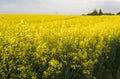 Close up on a flowers of plant on endless rapeseed field. Yellow rapeseeds fields and blue sky with clouds in sunny Royalty Free Stock Photo