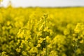 Close up on a flowers of plant on endless rapeseed field. Yellow rapeseeds fields and blue sky with clouds in sunny Royalty Free Stock Photo