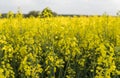 Close up on a flowers of plant on endless rapeseed field. Yellow rapeseeds fields and blue sky with clouds in sunny Royalty Free Stock Photo