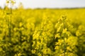 Close up on a flowers of plant on endless rapeseed field. Yellow rapeseeds fields and blue sky with clouds in sunny Royalty Free Stock Photo