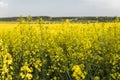 Close up on a flowers of plant on endless rapeseed field. Yellow rapeseeds fields and blue sky with clouds in sunny Royalty Free Stock Photo