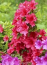 The flowers rhododendron azalea red.