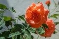 Flowers of a rose bush in a Mediterranean garden Royalty Free Stock Photo