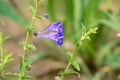 Scutellaria barbata Royalty Free Stock Photo