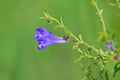 Scutellaria barbata Royalty Free Stock Photo