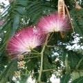 Silk tree flowers and seed pods - Albizia julibrissin Closeup. Royalty Free Stock Photo