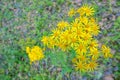 Senecio scandens