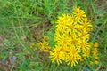 Senecio scandens