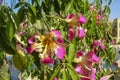 Close-up flowers of the Silk Floss Tree  Chorisia speciosa or Ceiba speciosa. Big flowers of interesting spiked tree Chorisia Sp Royalty Free Stock Photo