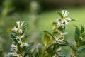 Sweet box sarocococca confusa flowers