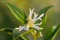 Sweet box sarocococca confusa flowers