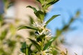 Sweet box sarocococca confusa flowers