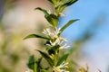 Sweet box sarocococca confusa flowers