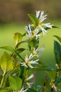 Sweet box sarocococca confusa flowers