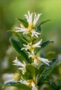 Sweet box sarocococca confusa flowers