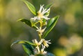 Sweet box sarocococca confusa flowers