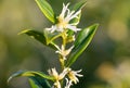 Sweet box sarocococca confusa flowers