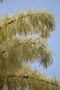 Talipot Palm or Corypha umbraculifera in Port of Spain, Trinidad and Tobago