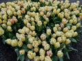 Close Angel of flowers in a tulips plantation at Keukenhof Netherlands Royalty Free Stock Photo