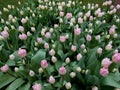 Close Angel of flowers in a tulips plantation at Keukenhof Netherlands Royalty Free Stock Photo