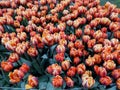 Close Angel of flowers in a tulips plantation at Keukenhof Netherlands Royalty Free Stock Photo