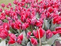Close Angel of flowers in a tulips plantation at Keukenhof Netherlands Royalty Free Stock Photo