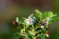 close up flowers vaccinium vitis idaea Koralle in garden Royalty Free Stock Photo