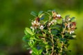 close up flowers vaccinium vitis idaea Koralle in garden Royalty Free Stock Photo