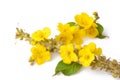 Close up of the flowers of Verbascum thapsus great mullein or common mullein isolated